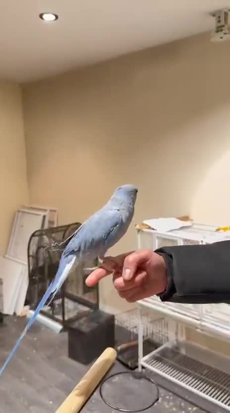 Budgerigars birds for sale: Violet Baby Ringneck! - Video 2