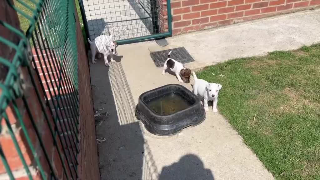 Jack Russell dogs for sale: Jack Russell Puppies for sale  - Video 1