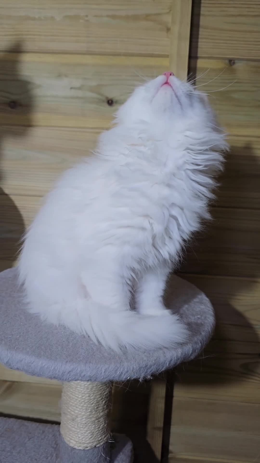 Maine Coon cats for sale: Maine coon  - Video 5