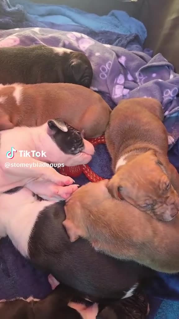 Mixed Breed dogs for sale:  Bully puppies  in Coventry - Video 4