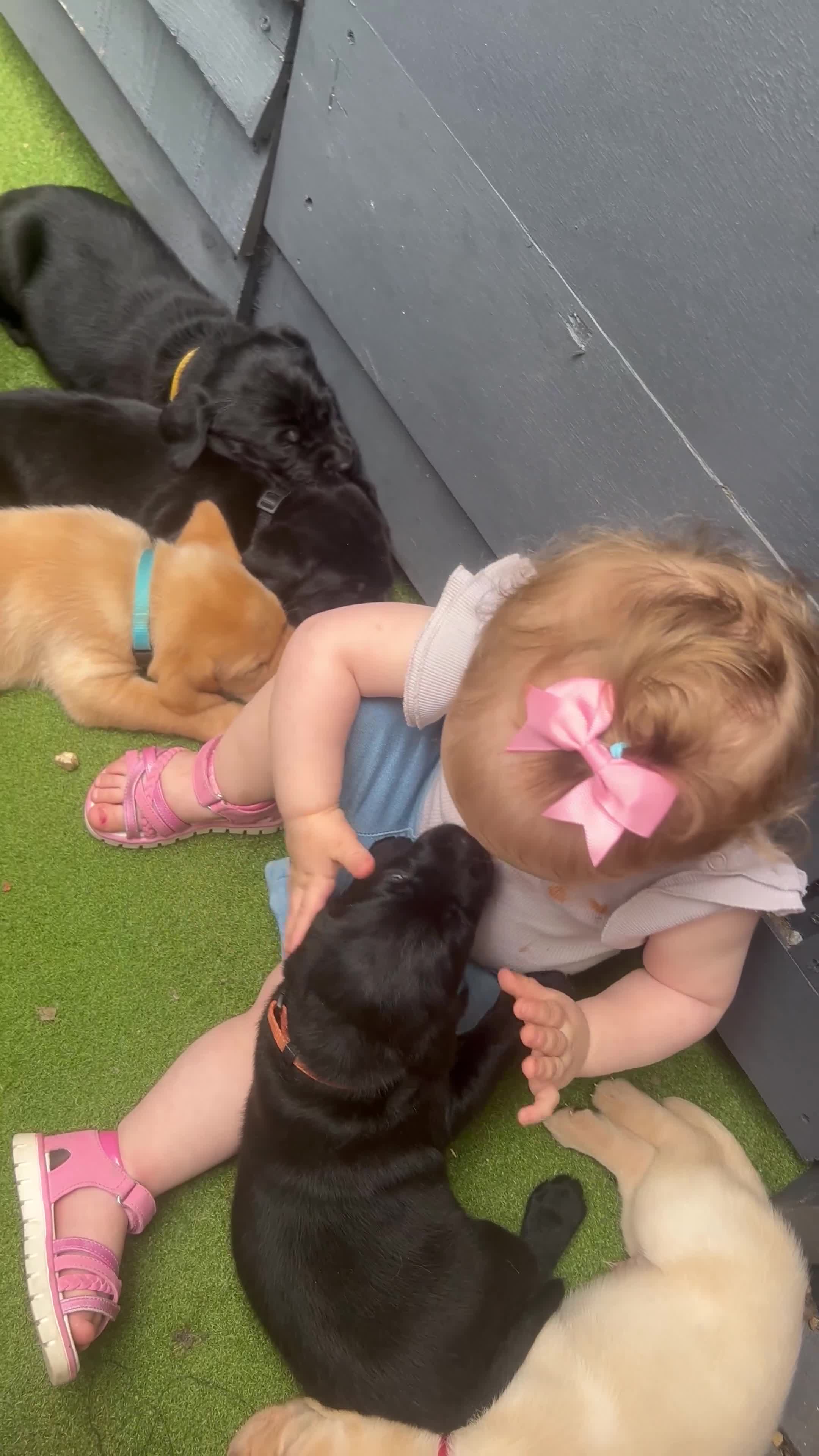 Labrador Retriever dogs for sale: Kc Registered Labradors ready to leave now - Video 1