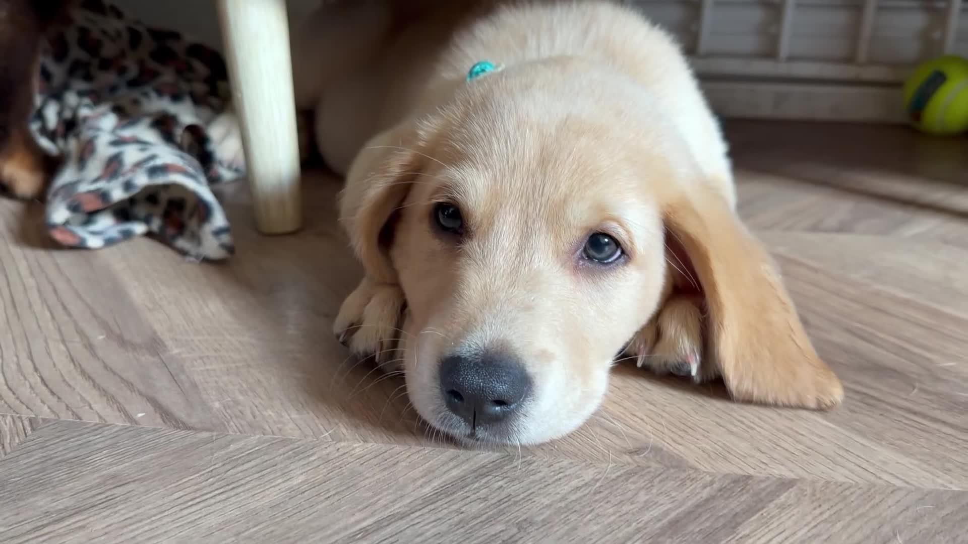 Goldador dogs for sale: 🐾 Stunning Goldador puppies 1 boy available 🐾 - Video 1