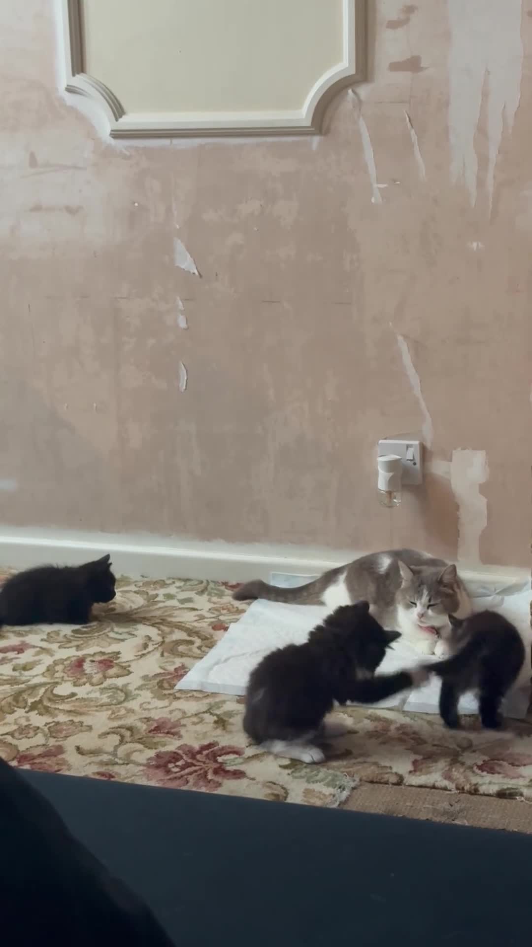 Mixed Breed cats for sale: British shorthair X Maincoon 1M 2F left - Video 1
