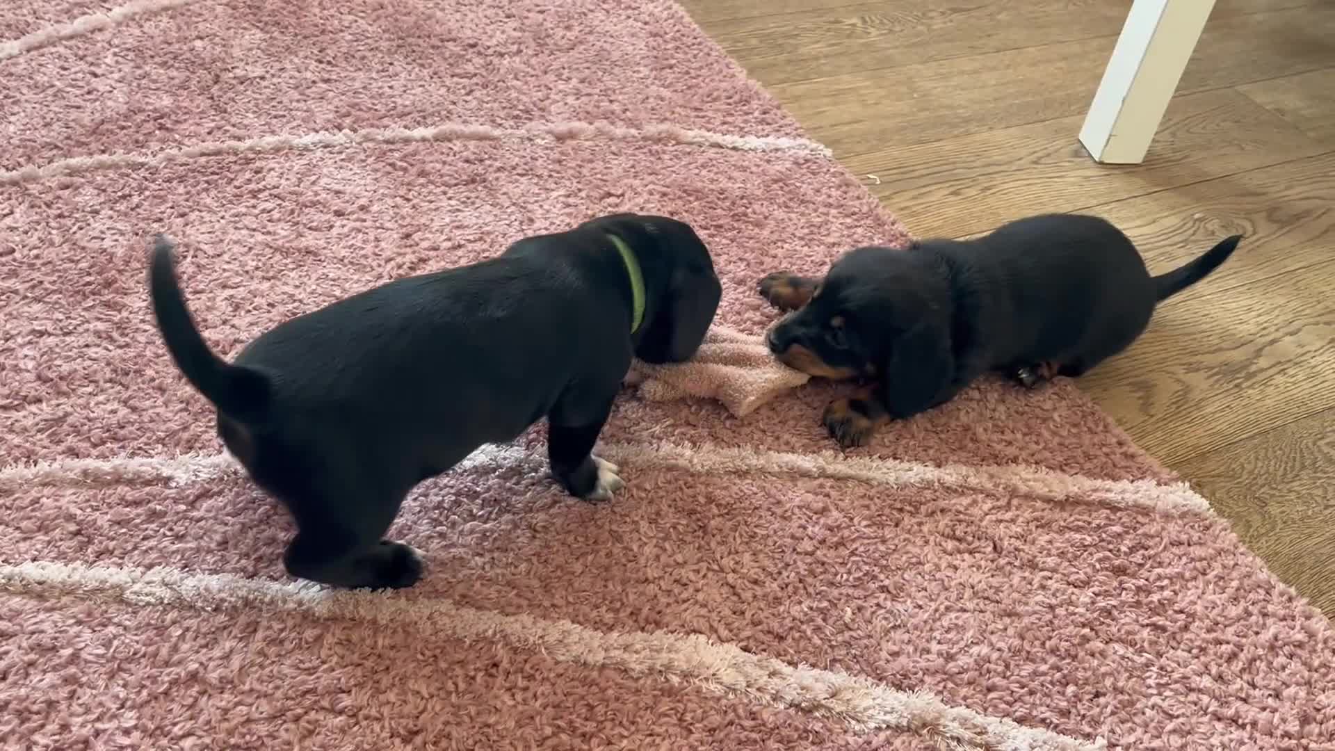 Mixed Breed dogs for sale: Dalmatian x dachshund  - Video 1