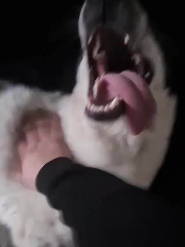 Mixed Breed dogs for adoption: ODIN, a superb young boy - for a Loving Home  - Video 4