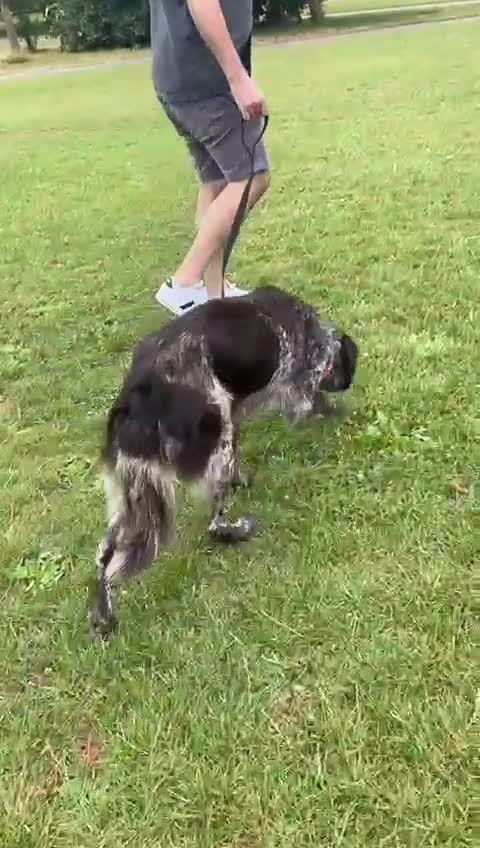 Mixed Breed dogs for sale: Meet our Border Collie mix girl Wink 💕 Needs home - Video 2