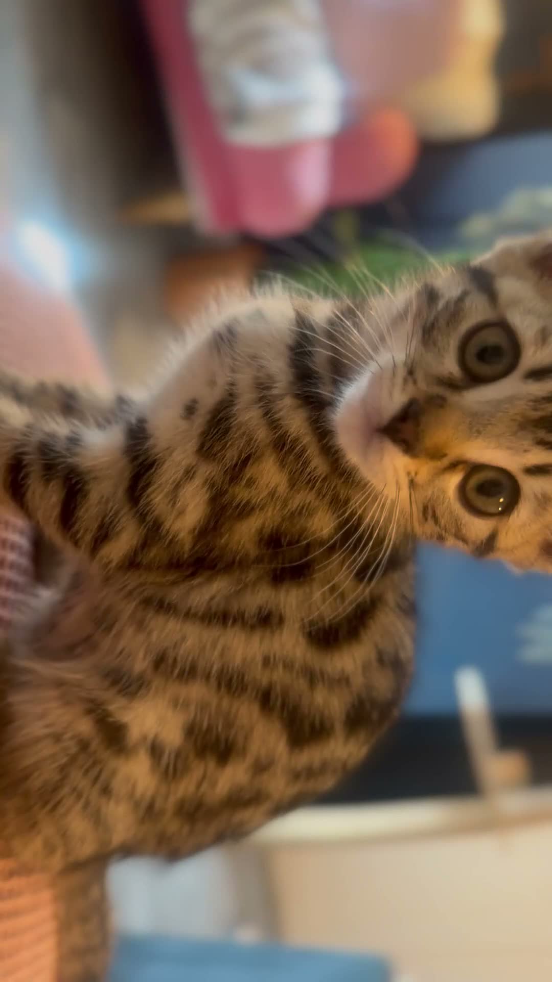 Bengal cats for sale: Stunning silver and brown bengal boys  - Video 2