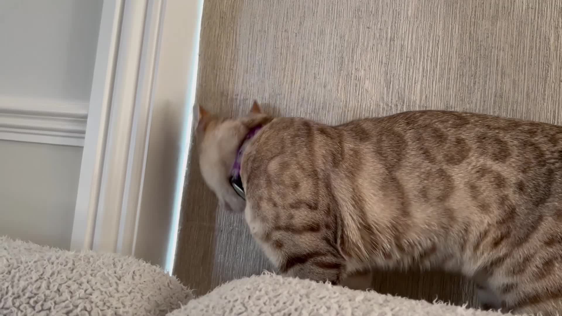 Bengal cats for sale: LaRusso–Stunning Young Snow Bengal w/ Blue Eyes - Video 1