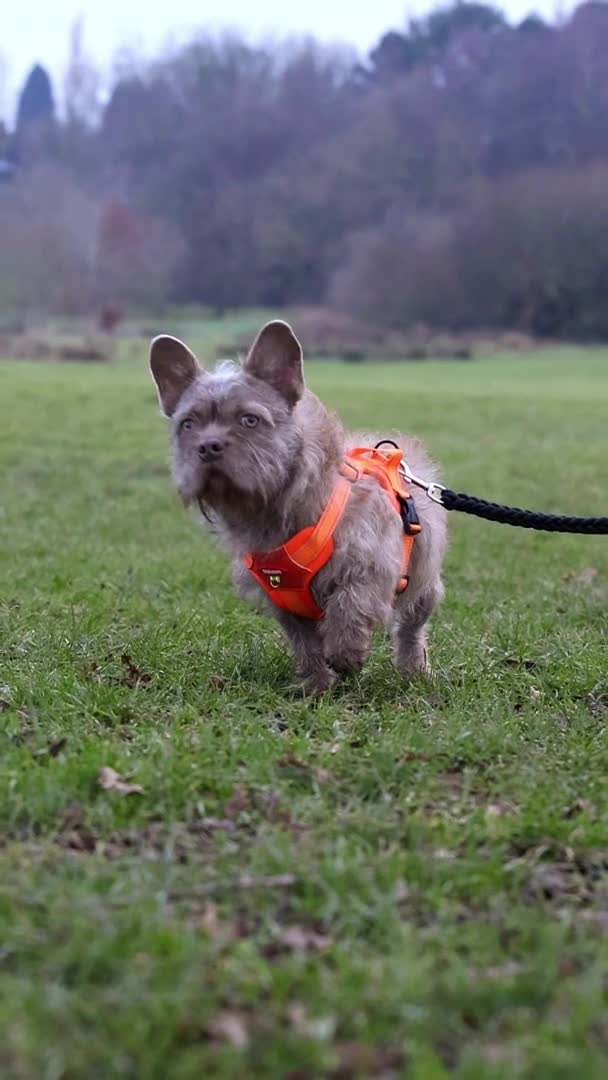 French Bulldog dogs for stud: Master Splinter WireHair Floodle Producer in Birmingham - Video 2
