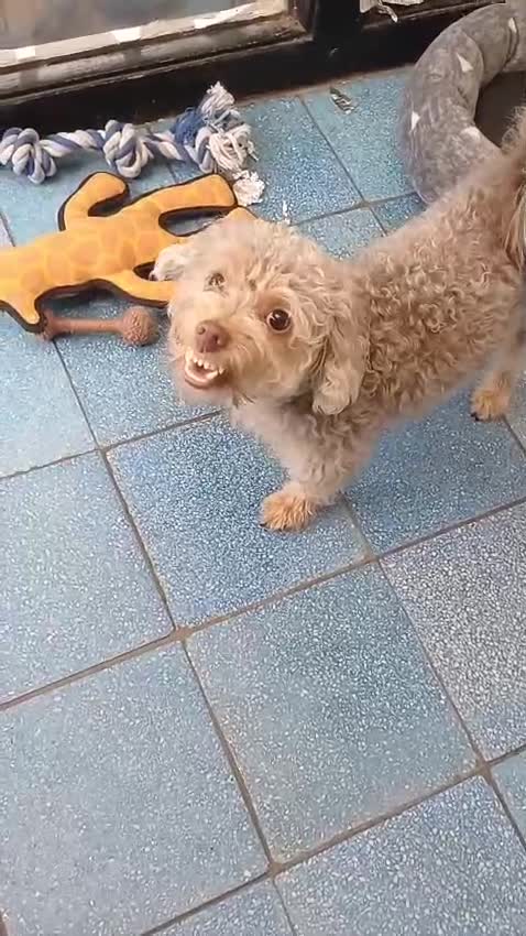 Yorkiepoo dogs for adoption: M.&K. - two inseparable friends for a Loving Home - Video 4