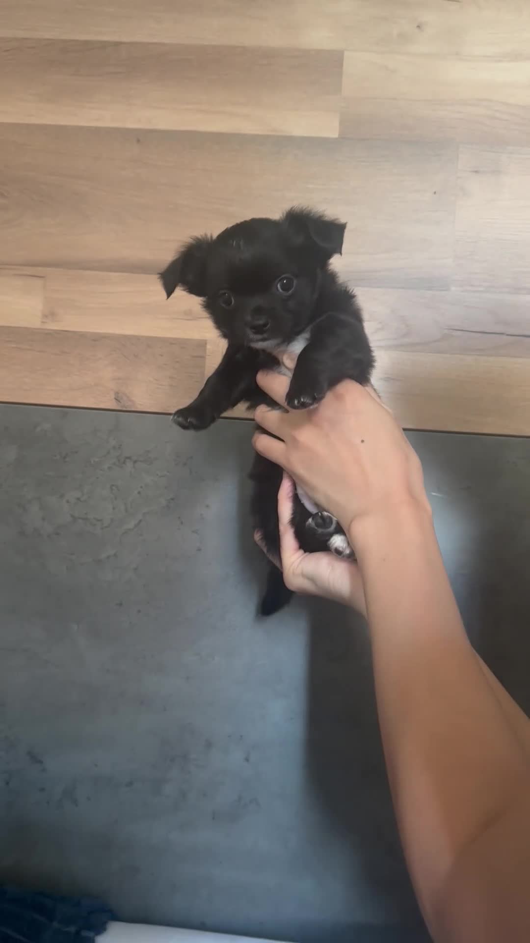 Chihuahua dogs for sale: Chihuahua Puppies Looking for Their Forever Homes  - Video 2