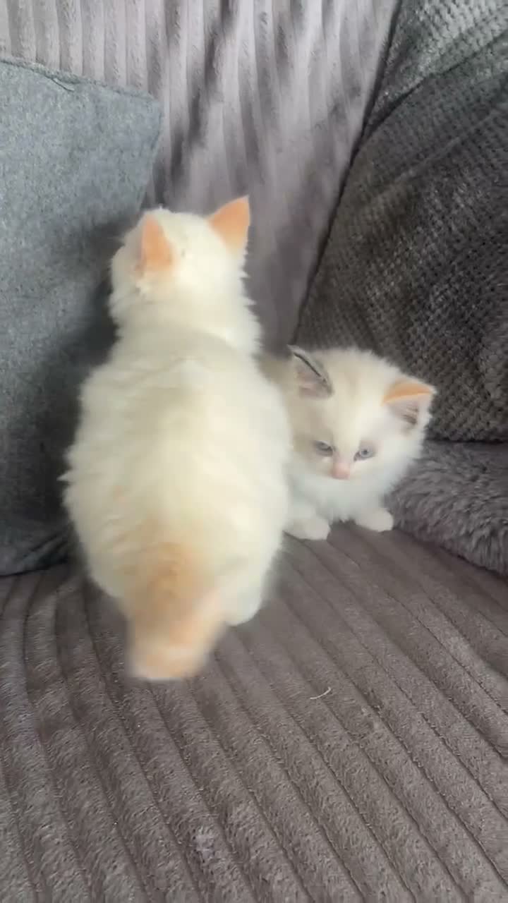 Ragdoll cats for sale: Ragdoll kittens - Video 1