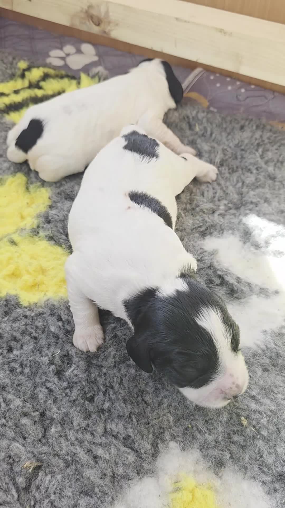 English Springer Spaniel dogs for sale: Springer pups  - Video 2