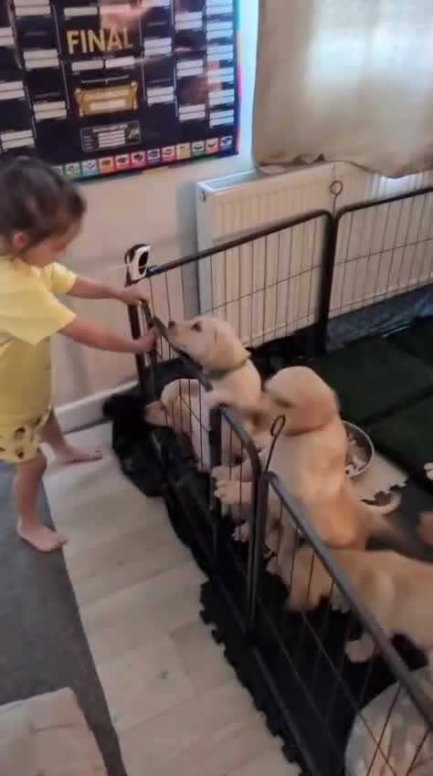 Labrador Retriever dogs for sale: 2 Beautiful Labs for sale 2x Boys  - Video 1