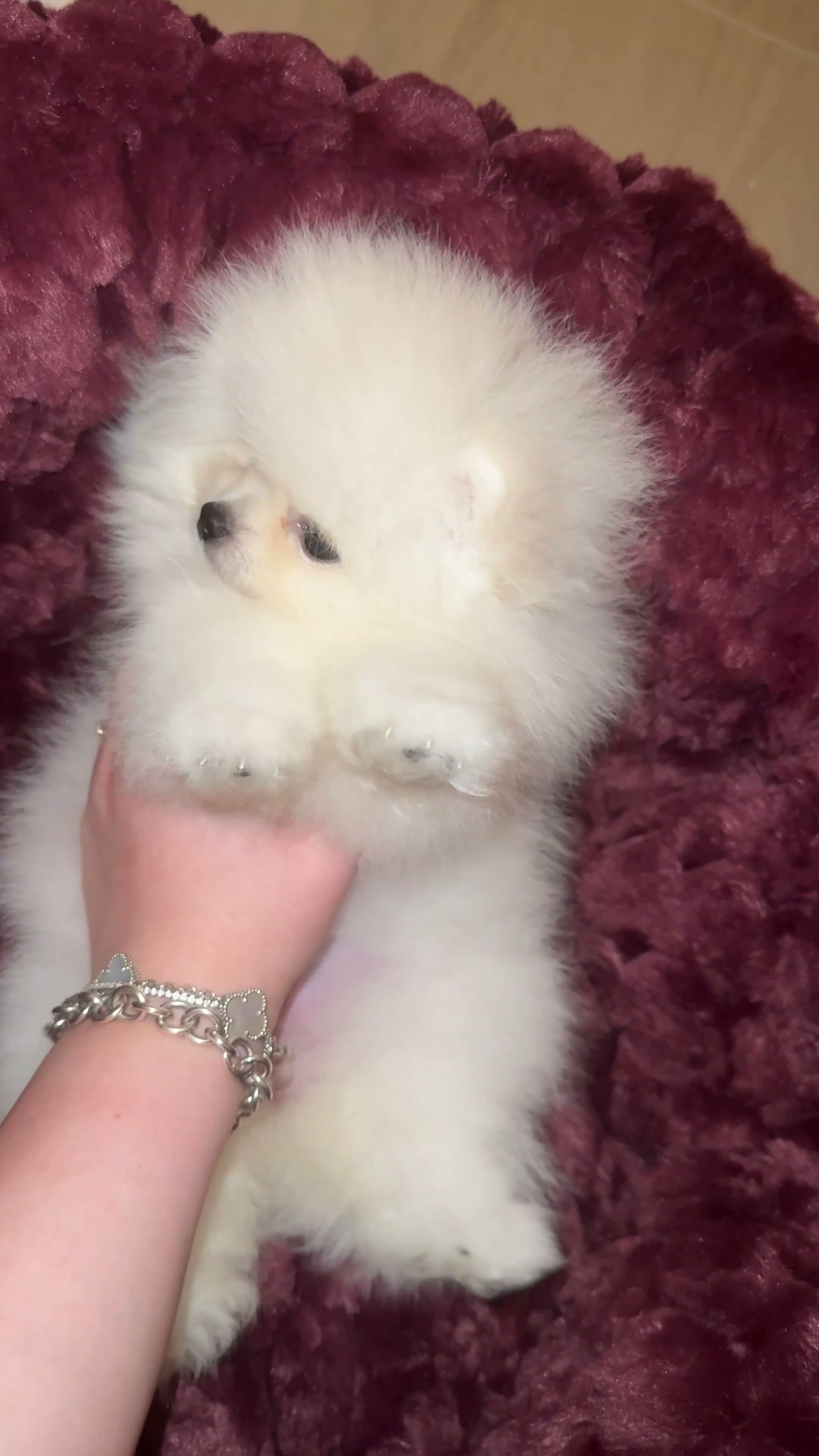 Pomeranian dogs for sale: 🏆Champion Teddies🧸 KC registered ✔️ - Video 2
