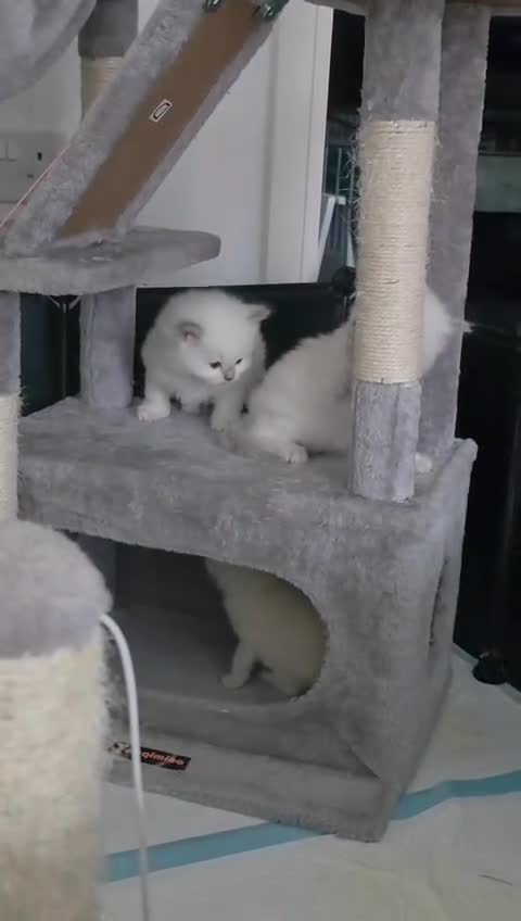 Ragdoll cats for sale: Beautiful Ragdoll Kittens  - Video 2