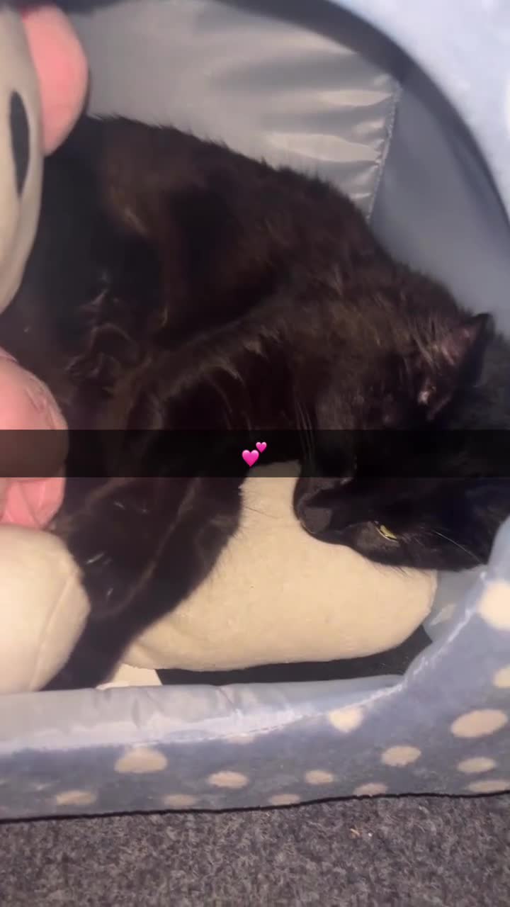 Mixed Breed cats for sale: Beautiful black cat wants a new home! in Luton - Video 1