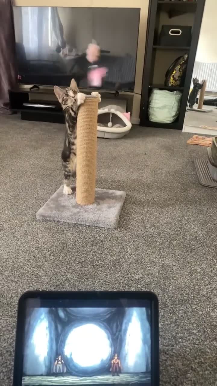 British Shorthair cats for sale: Friendly tabby kitten 6 months ready for new home  - Video 1