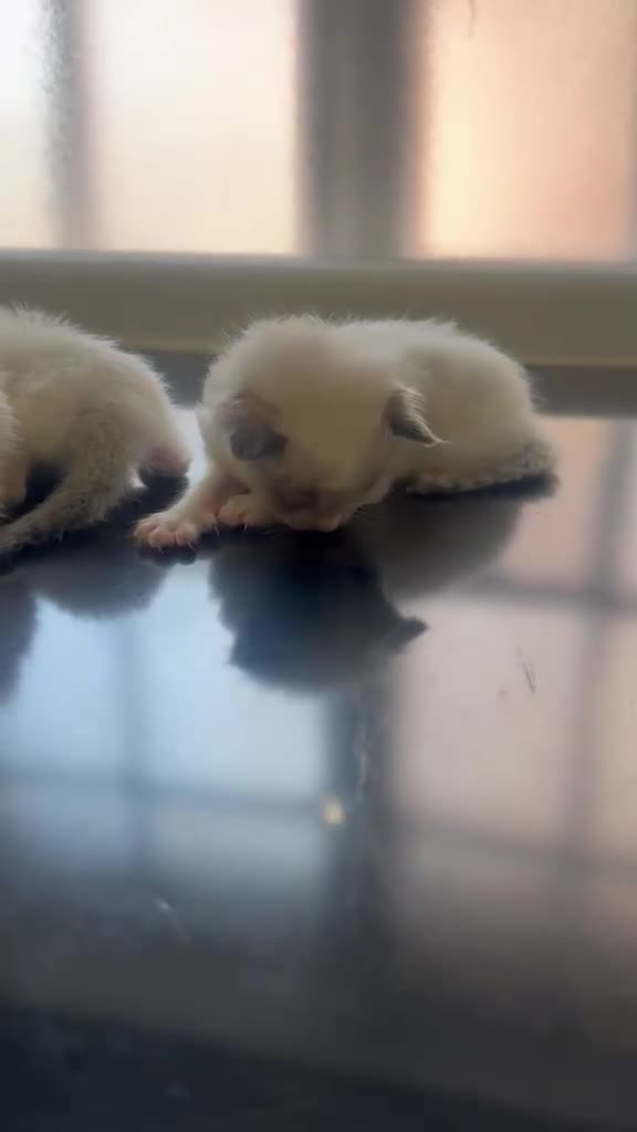 Ragdoll cats for sale: Pure ragdoll kittens  - Video 1