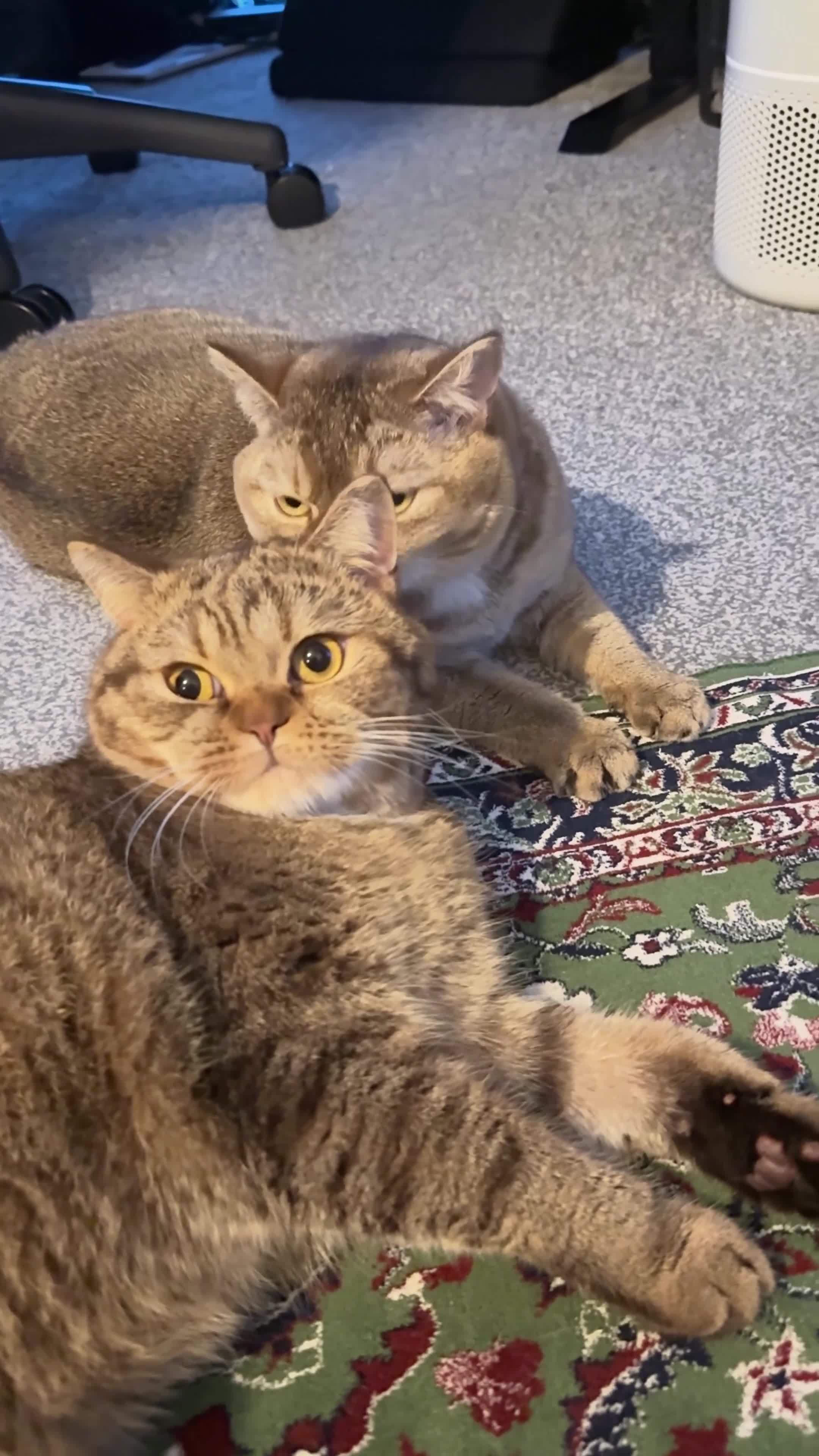 British Shorthair cats for sale: Ozzy - adult golden black tipped BSH - Video 1