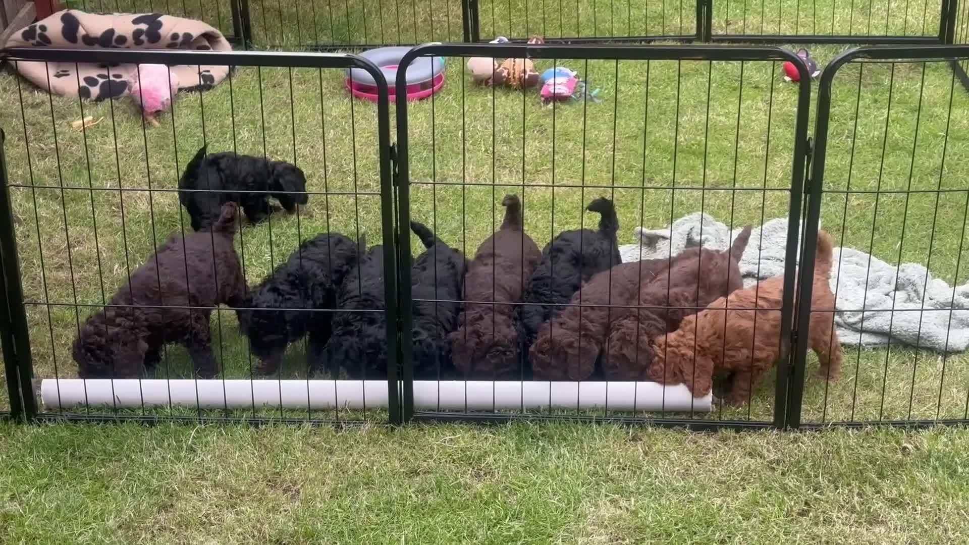 Miniature Poodle dogs for sale: 2 stunning little cheeky gents left - Video 1