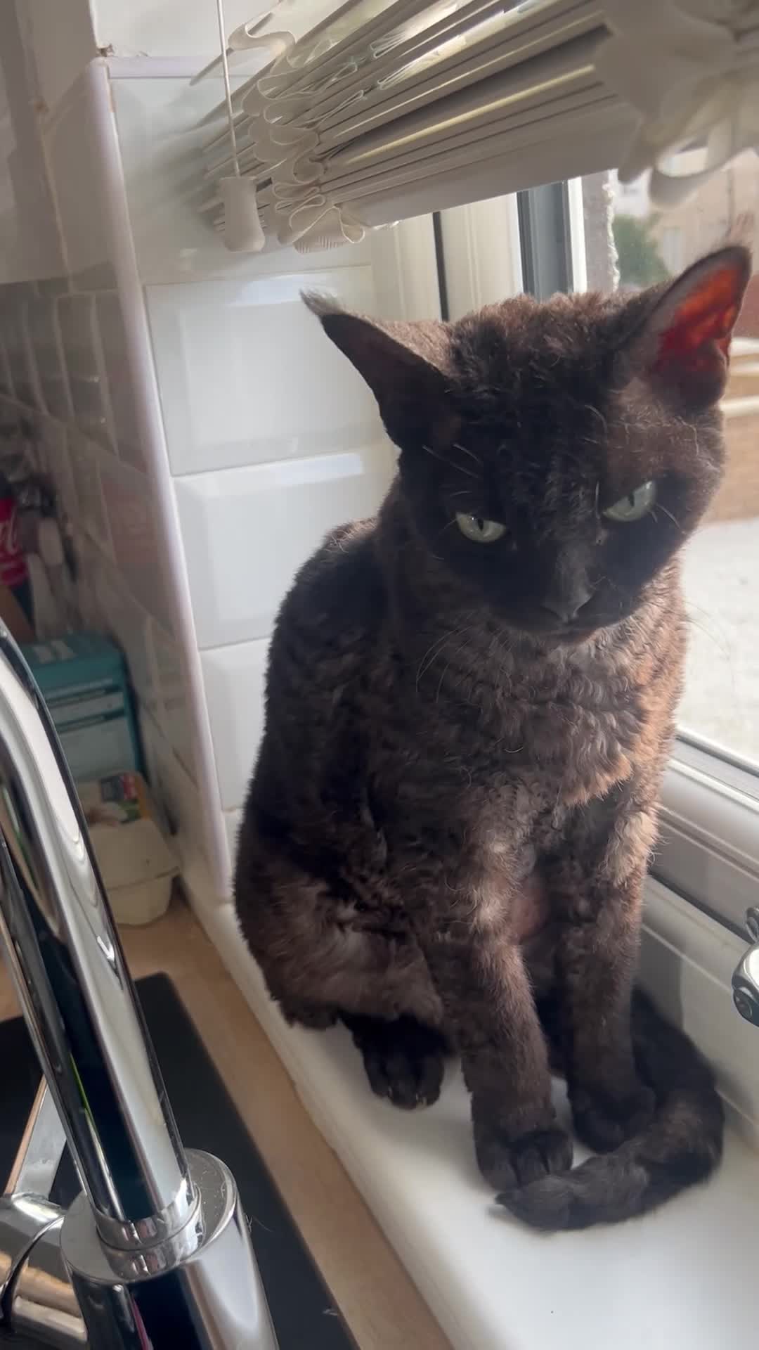 Devon Rex cats for sale: Devon Rex black smoke male 5 years  - Video 2