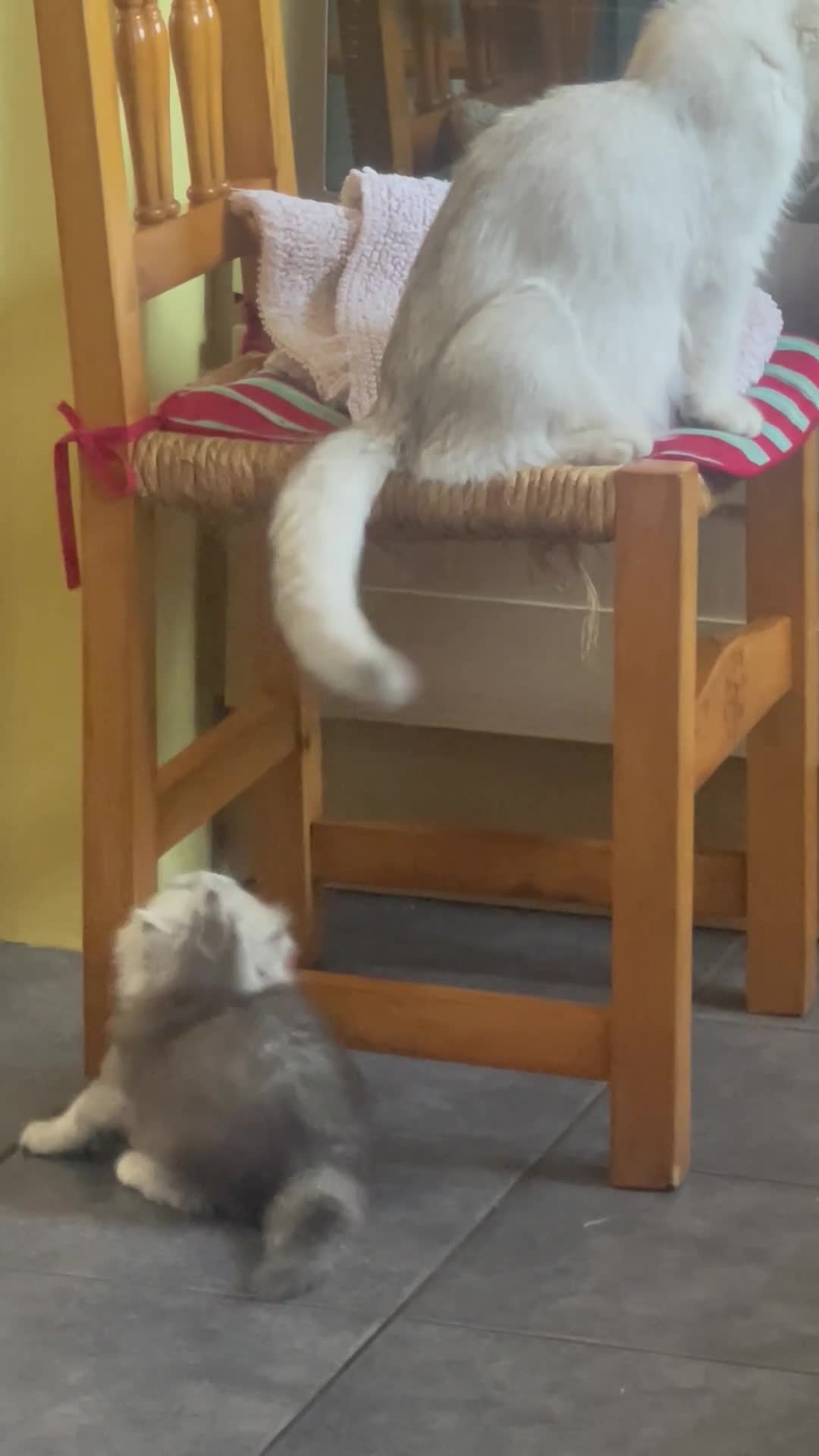 Scottish Fold cats for sale: Scottish Fold/Straight - Video 3