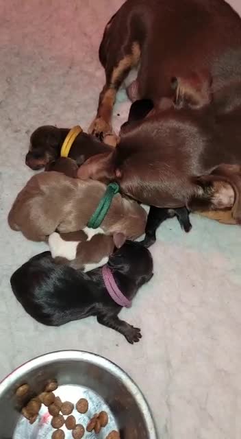 Jack Russell dogs for stud: Lilac jack Russell for stud in Lockerbie - Video 1