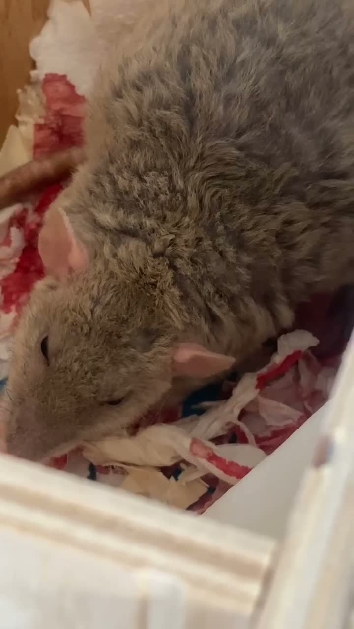 Rat rodents for sale: Baby Rats - Siamese x Russian Blue Double Rex in Woking - Video 2