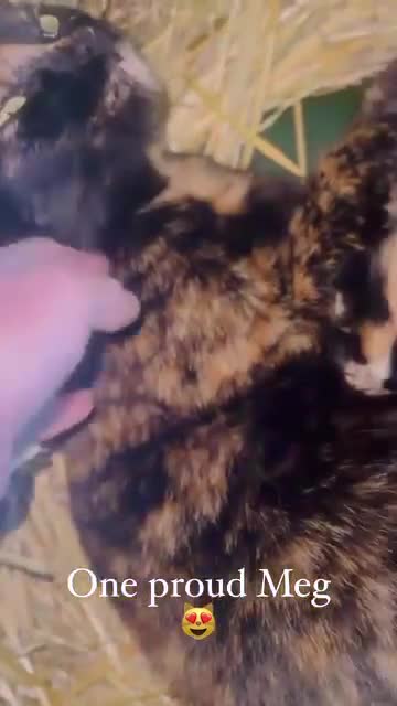 Mixed Breed cats for sale: Beautiful friendly kittens - Video 1