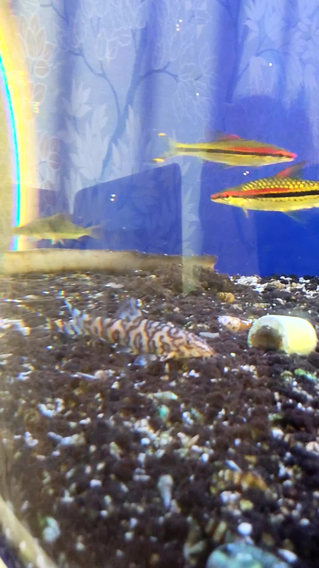 Tetras fish for sale: Mixed tropical fish, job lot, closing tank in Brierley Hill - Video 1