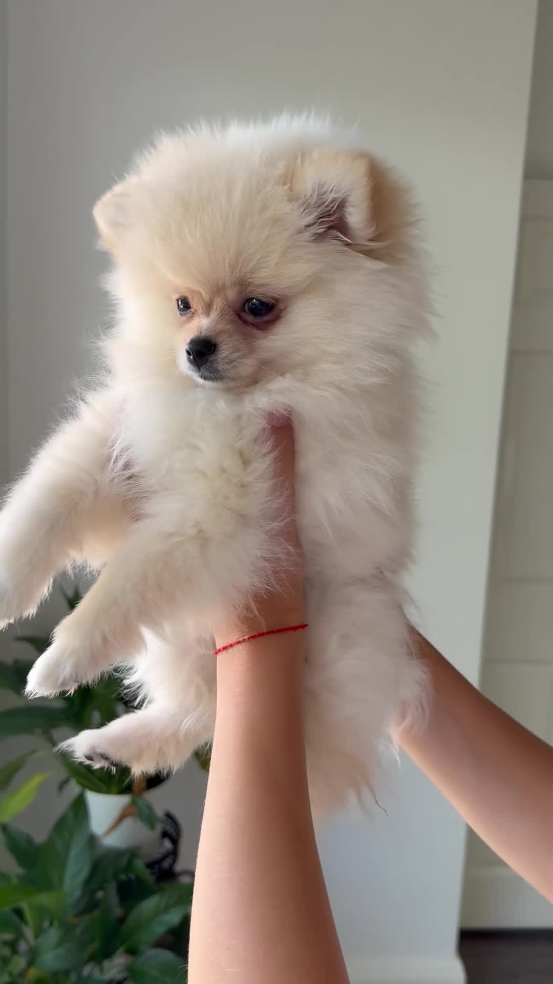 Pomeranian dogs for sale: ❤️Stunning Teddy  Bear Pomeranian girls ❤️ - Video 1