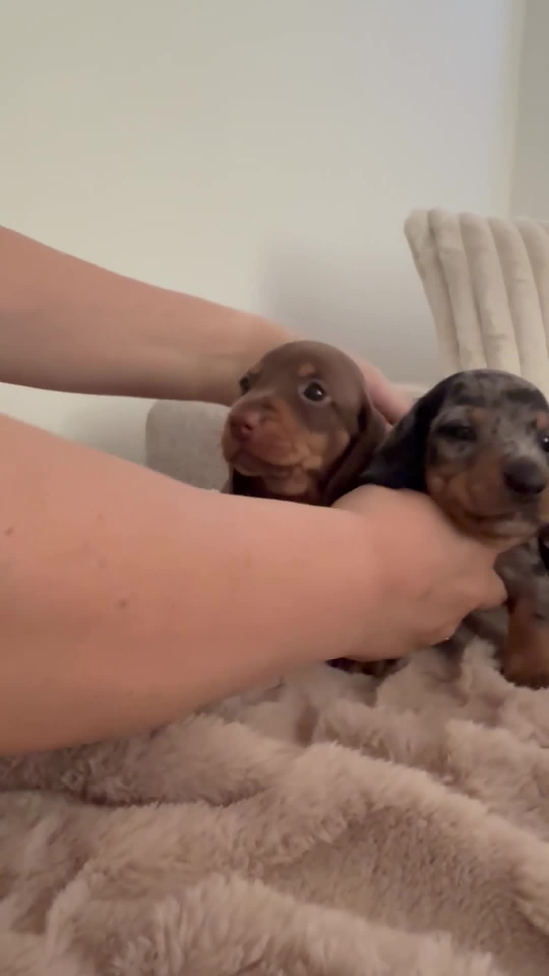 Miniature Dachshund dogs for sale: Stunning Miniature Dachshund Puppies Available - Video 1