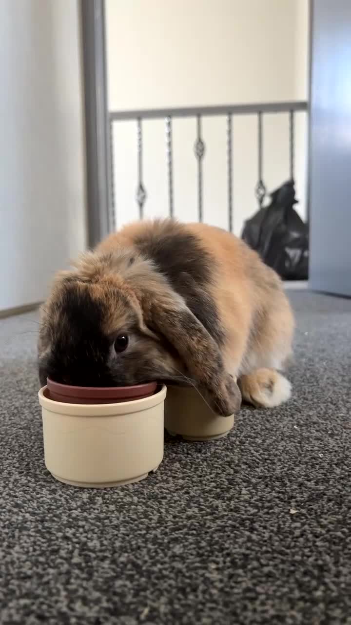 Mini Lop rabbits for sale: Mini lop  in Wallsend - Video 1