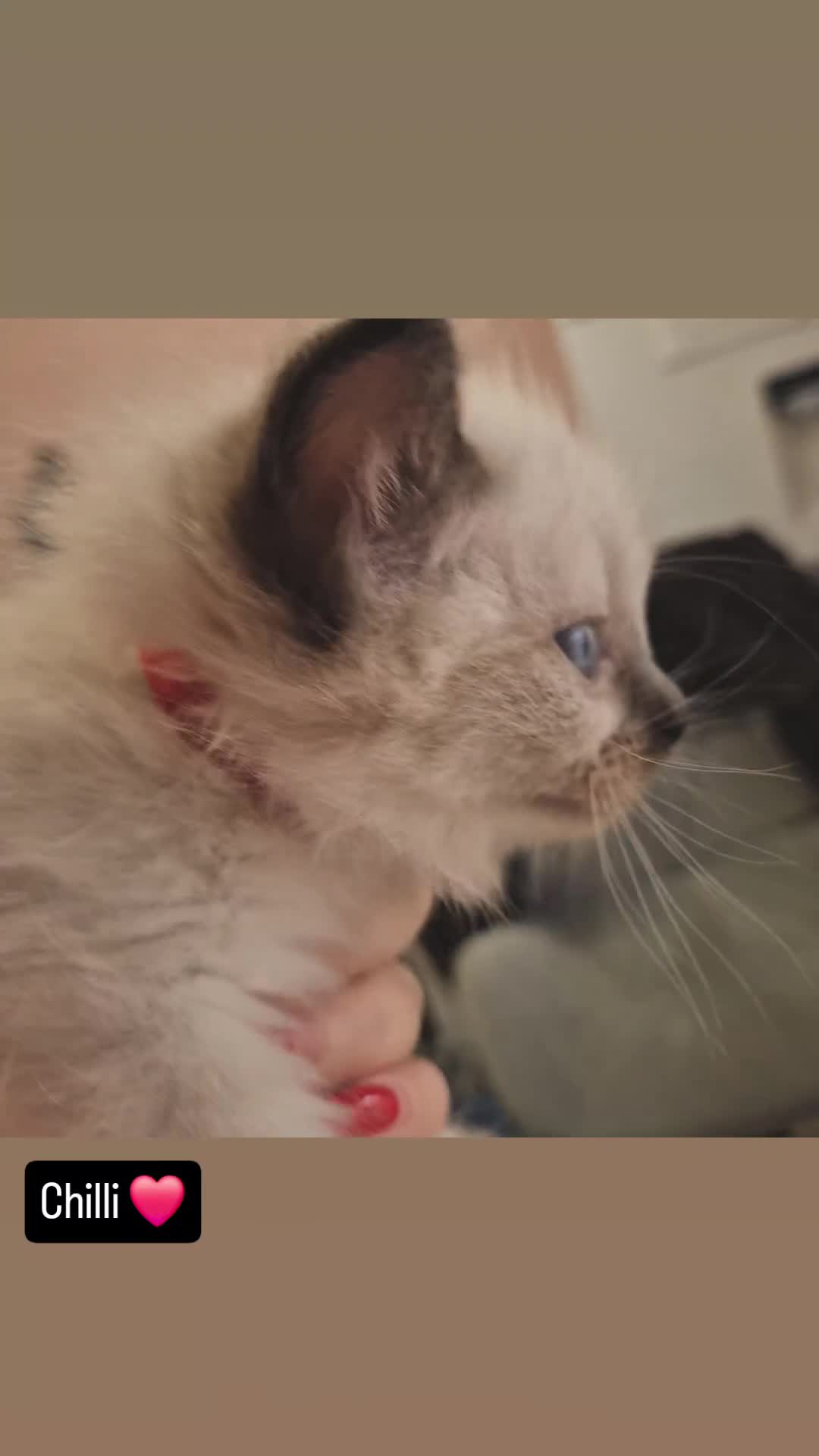 Ragdoll cats for sale: Beautiful Ragdolls Parents health tested 💖 - Video 2