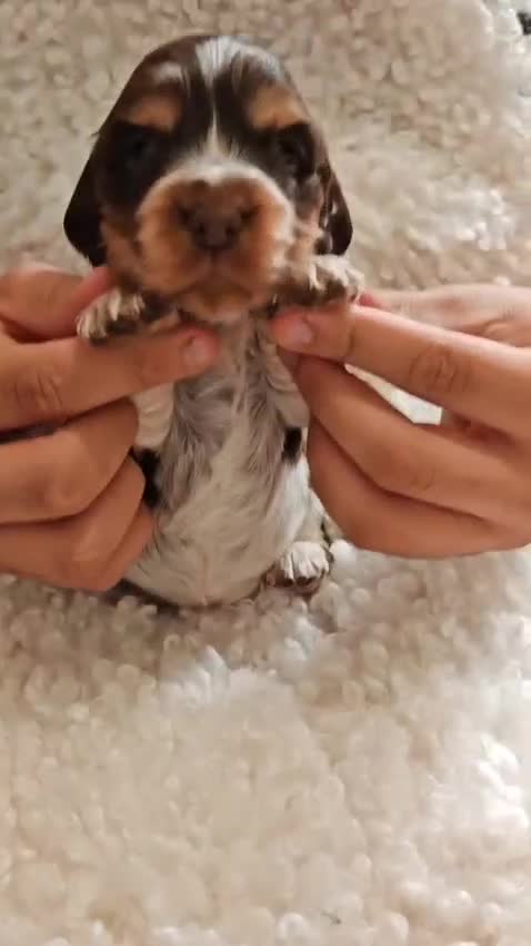 Cocker Spaniel dogs for sale: Kc show cocker spaniel puppies  - Video 2