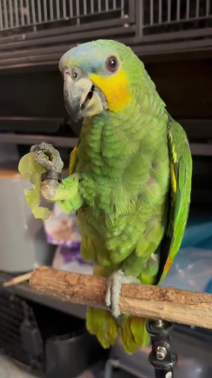 Parrots birds for sale: Coco/ aviary bird orange winged amazon - Video 1
