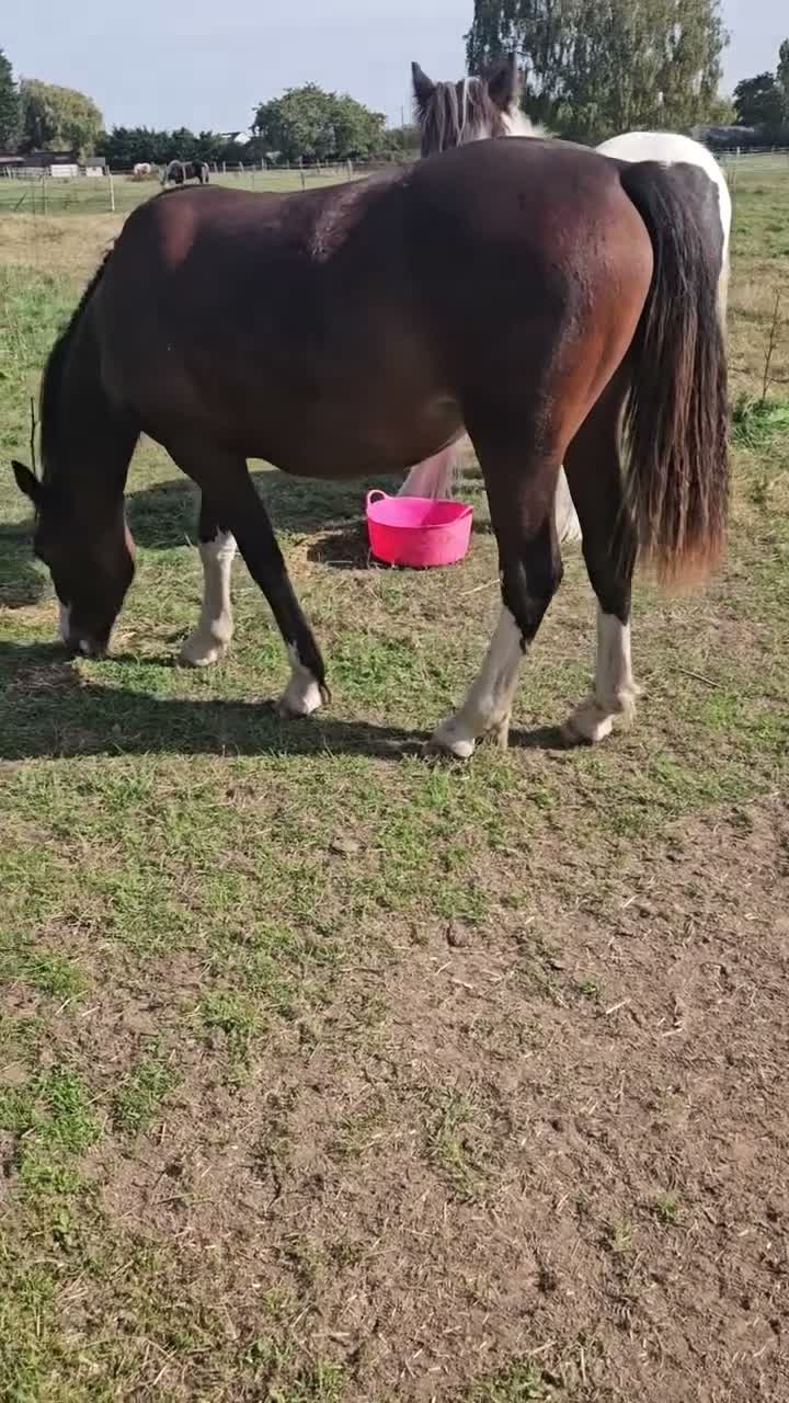 Welsh Section C horses for sale: Welsh section c filly  - Video 1