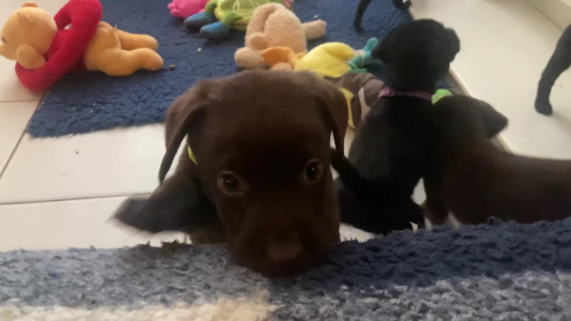 Labrador Retriever dogs for sale: KC registered Labrador pups ready October  - Video 1