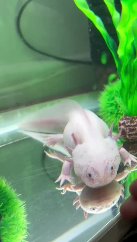 Axolotl reptiles for sale: Axolotol full set up - Video 1