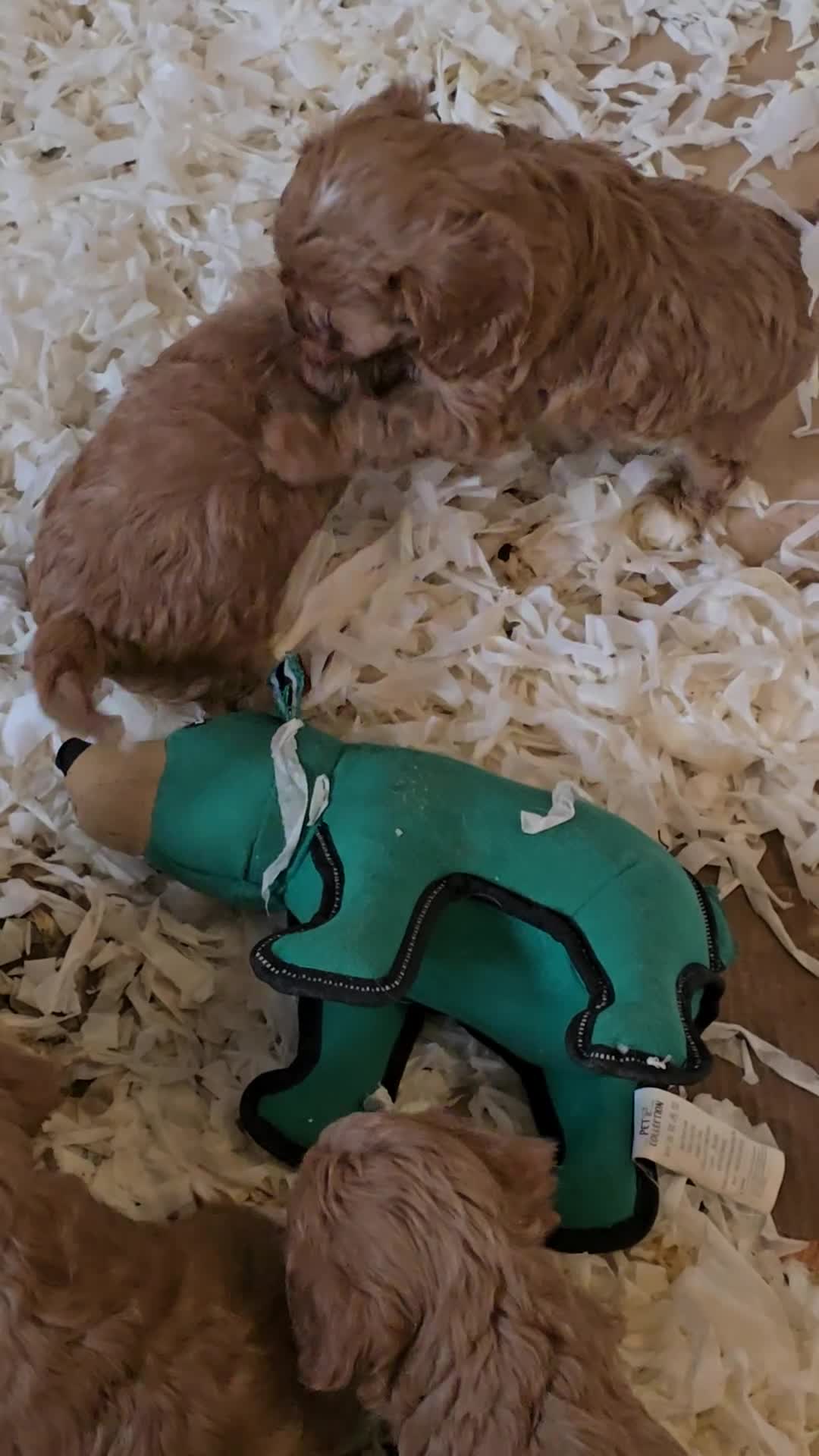 Cavapoo dogs for sale: Beautiful litter of f1 cavapoo puppies  - Video 1