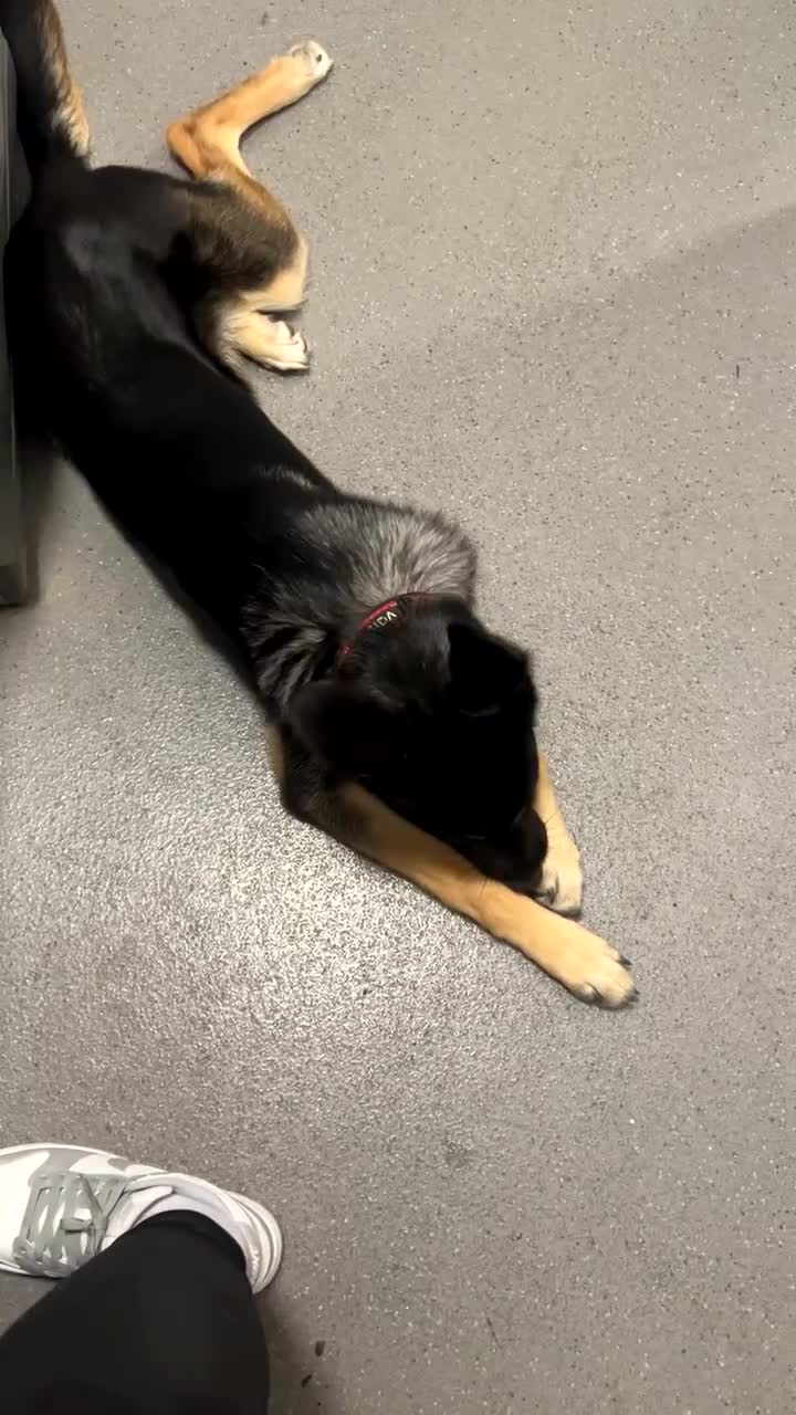Mixed Breed dogs for sale:     Texas - 6 Month Old Puppy - Video 3