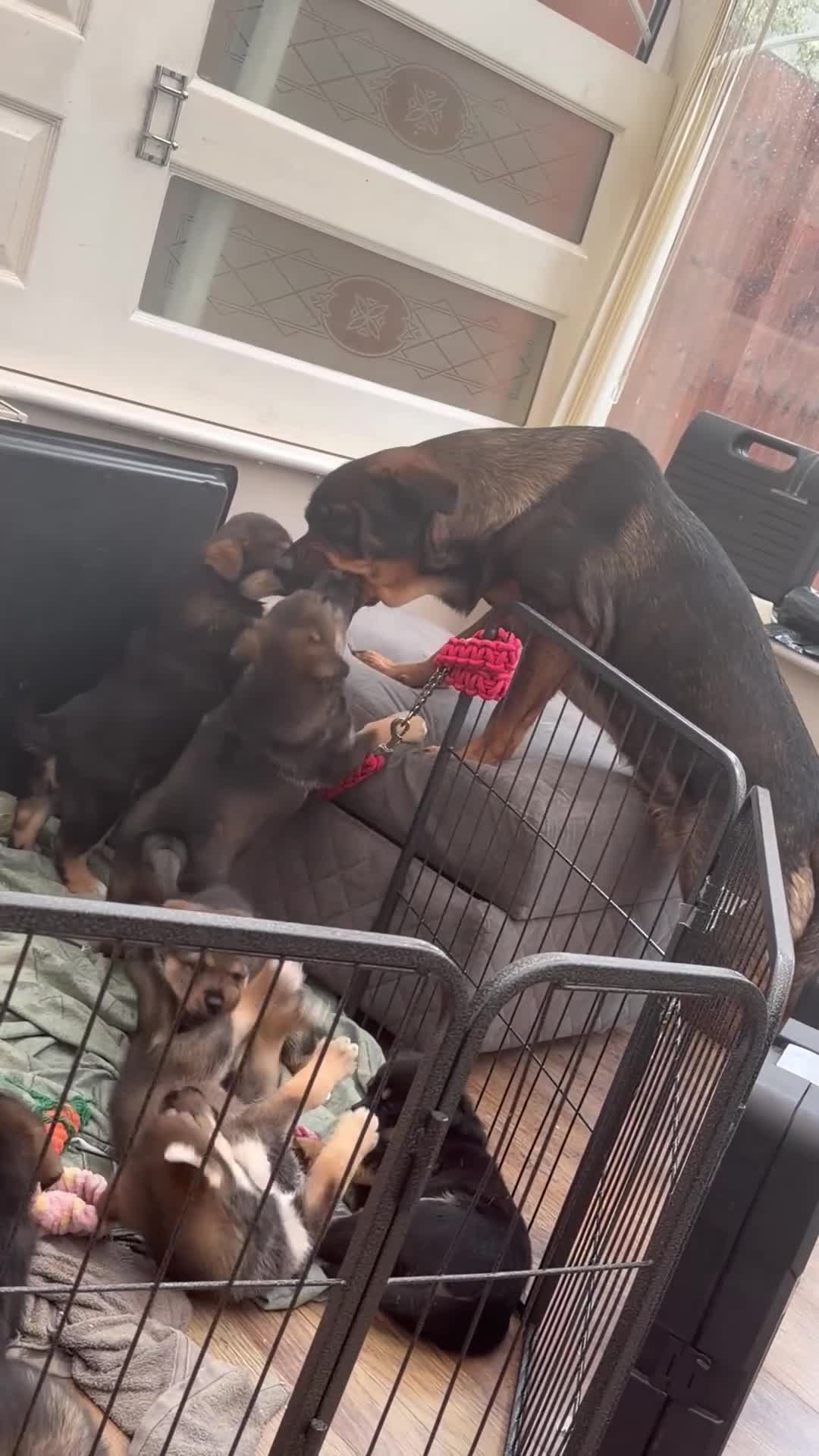 Mixed Breed dogs for sale: HuskyGerman/Rotweiler mixed breed puppies for sale - Video 2