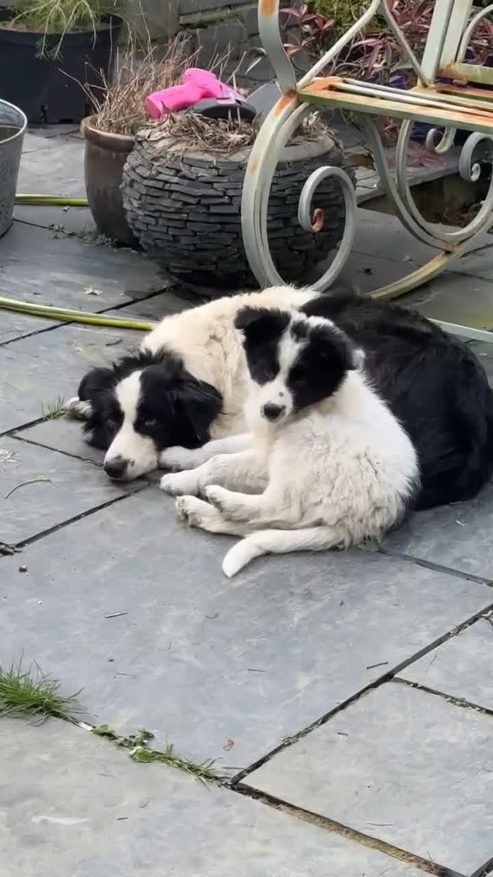 Border Collie dogs for sale: Due to time wasters - Cute fluffy border collie - Video 2