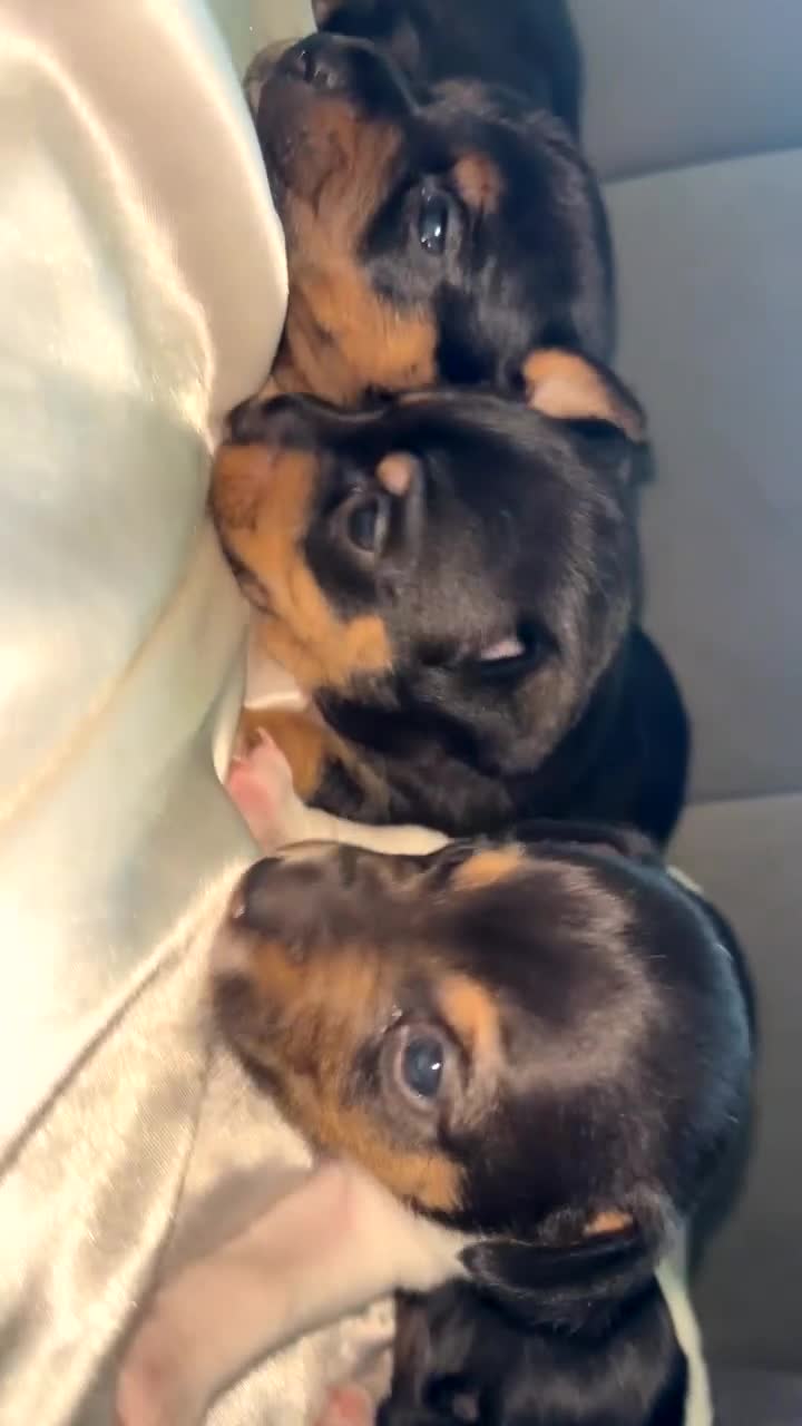 Jack Russell dogs for sale: Beautiful Jack Russell puppies - Video 1