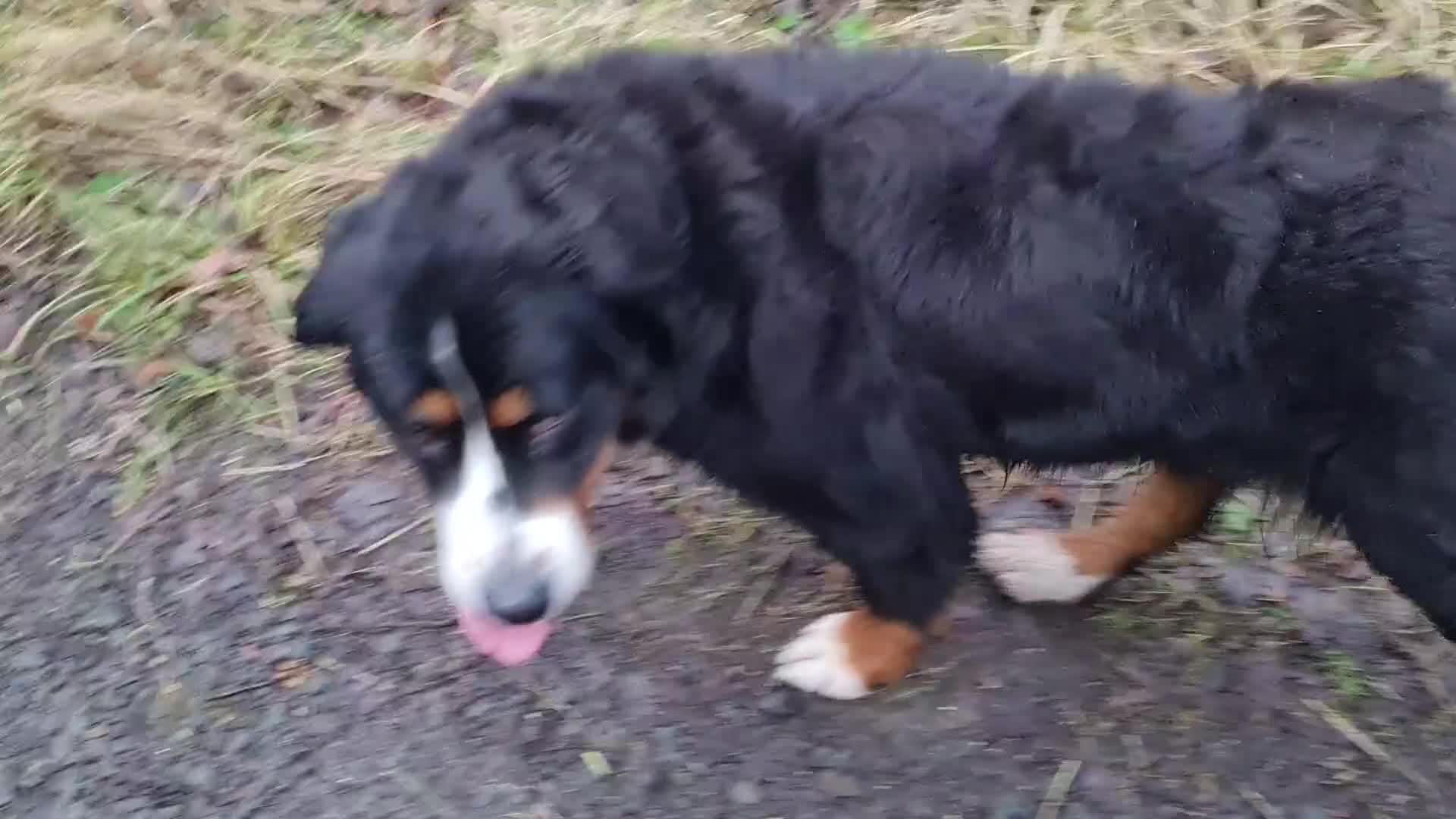 Bernese Mountain Dog dogs for sale: Bernese Mountain Dog girl - Video 1