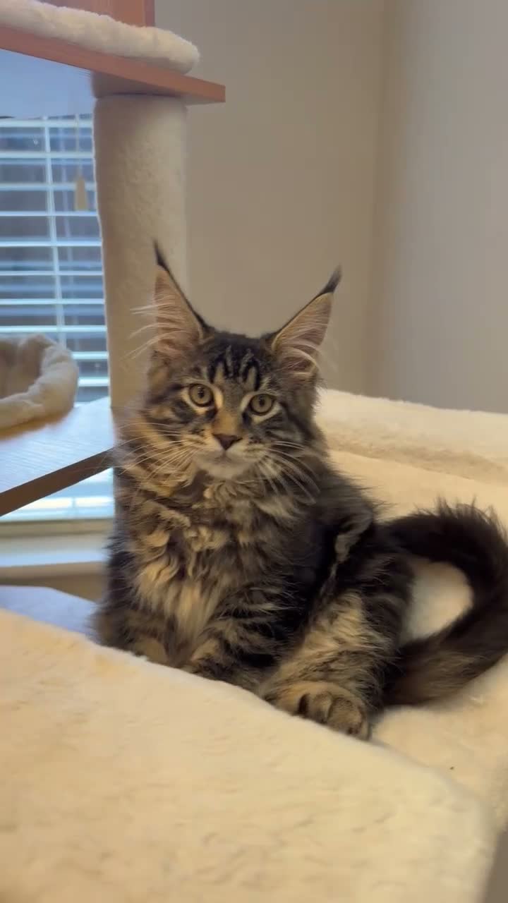 Maine Coon cats for sale: READY NOW last boy beautiful Maine Coon kittens - Video 1