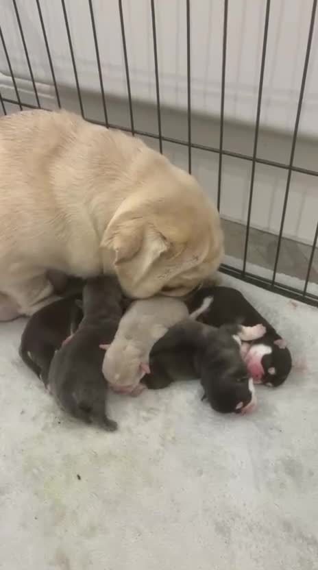 Pug dogs for sale: Pug puppies! - Video 1