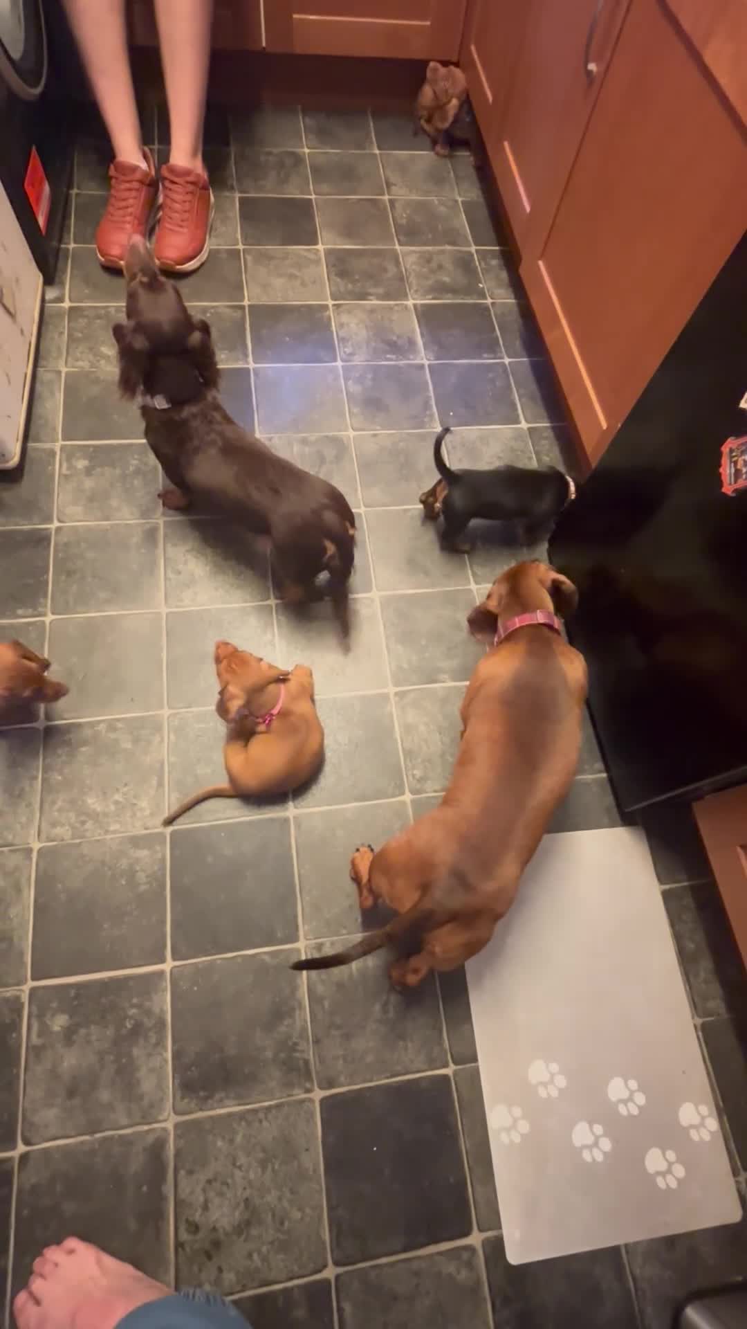Dachshund dogs for sale: 6 dachshund puppies - 4 boys & 2 girls - Video 3
