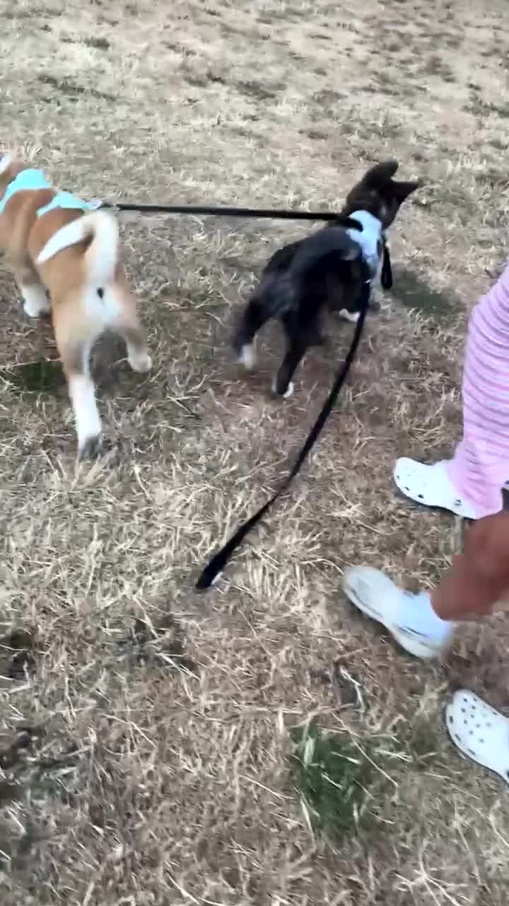 Akita dogs for sale: American akita - Video 2